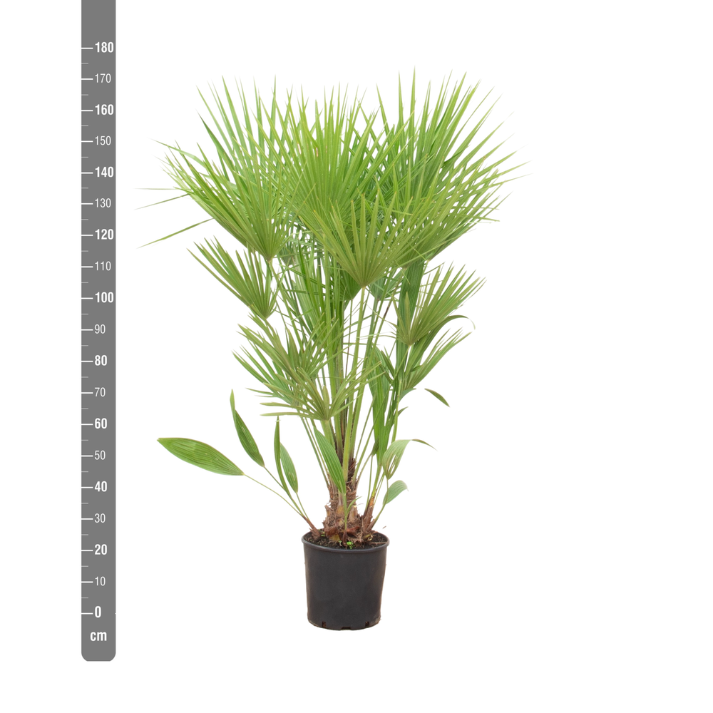 Chamaerops Humilis - 170cm.