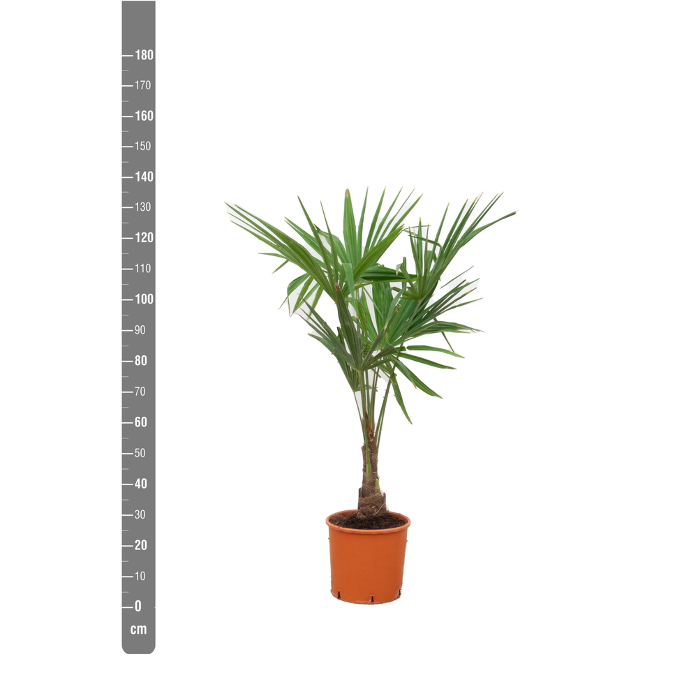 Trachycarpus Fortunei - 140cm