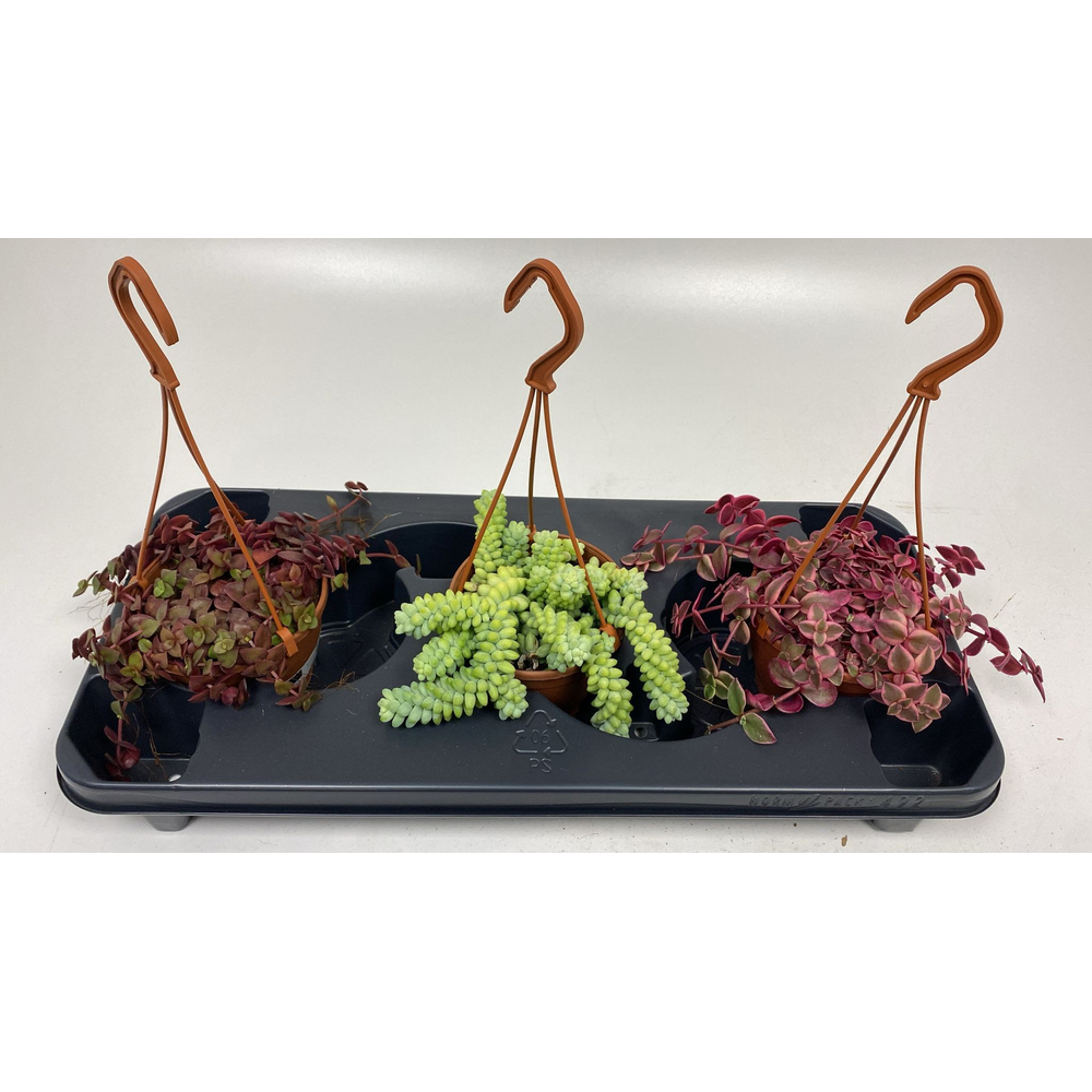 Crassula Marginalis mix.