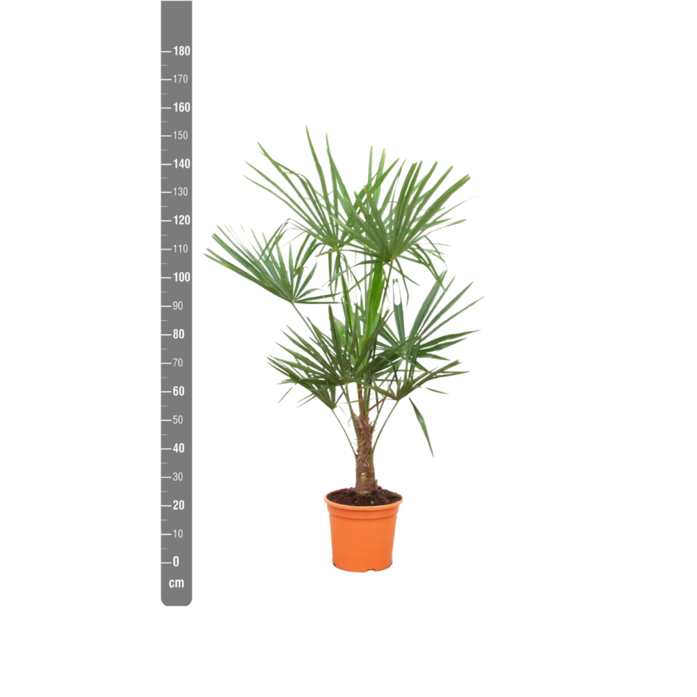 Trachycarpus Fortunei - 160cm