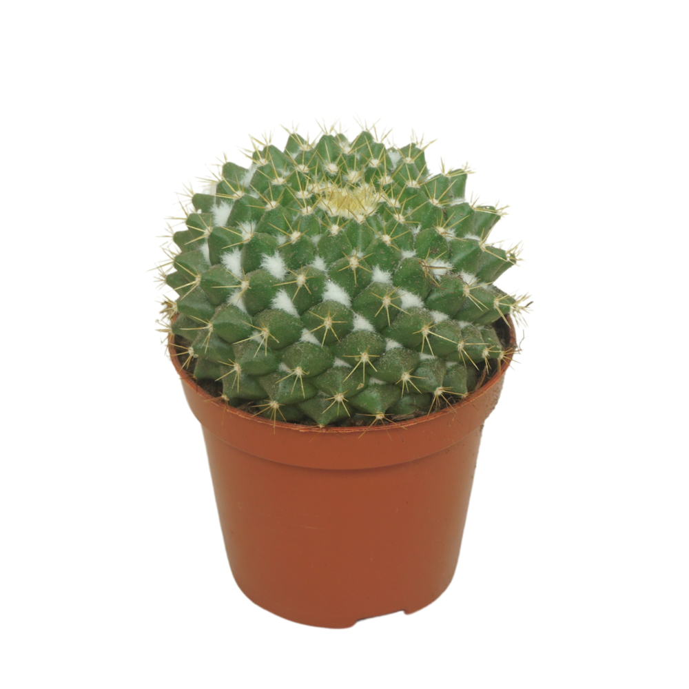 Mammillaria marksiana 8,5 cm.