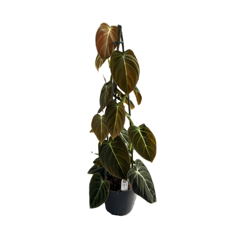 Philodendron melanochrysum.