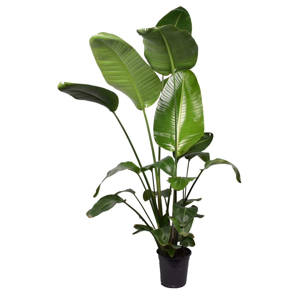 Strelitzia Nicolai 3 PP (zonder bloem) P24 160-180.