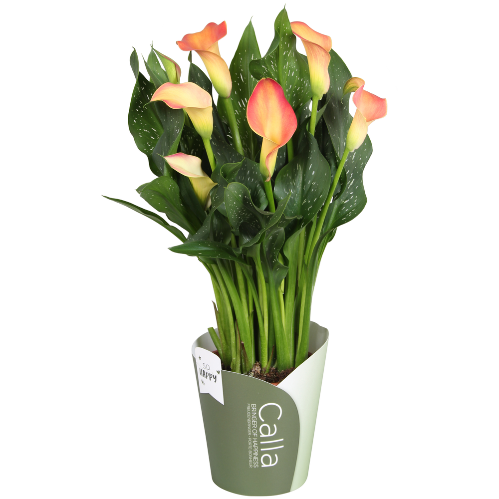 Zantedeschia Sweet Chili SoHappyCalla zalmroze + g.