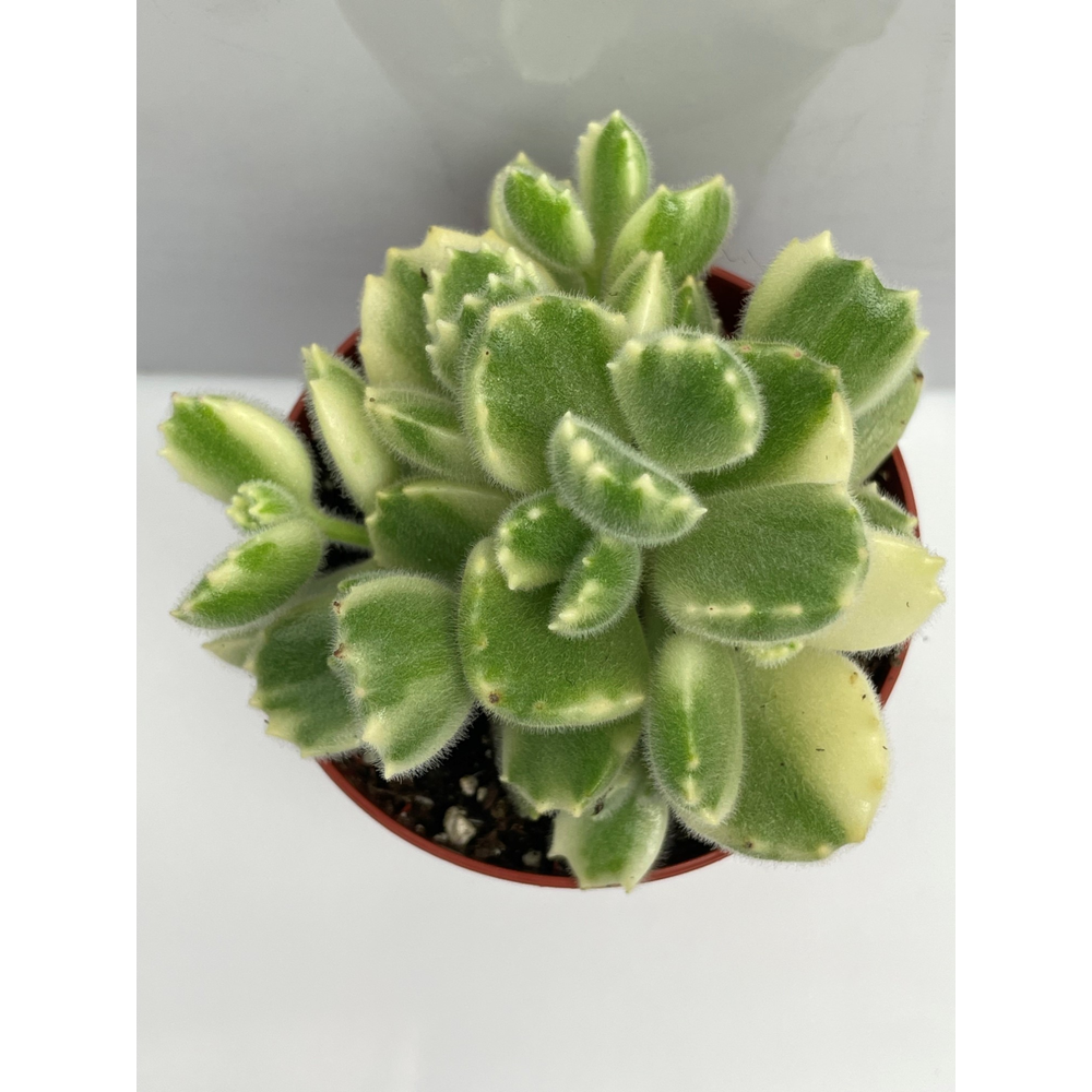 Tomentosa wit ladysmithiensis 8,5.