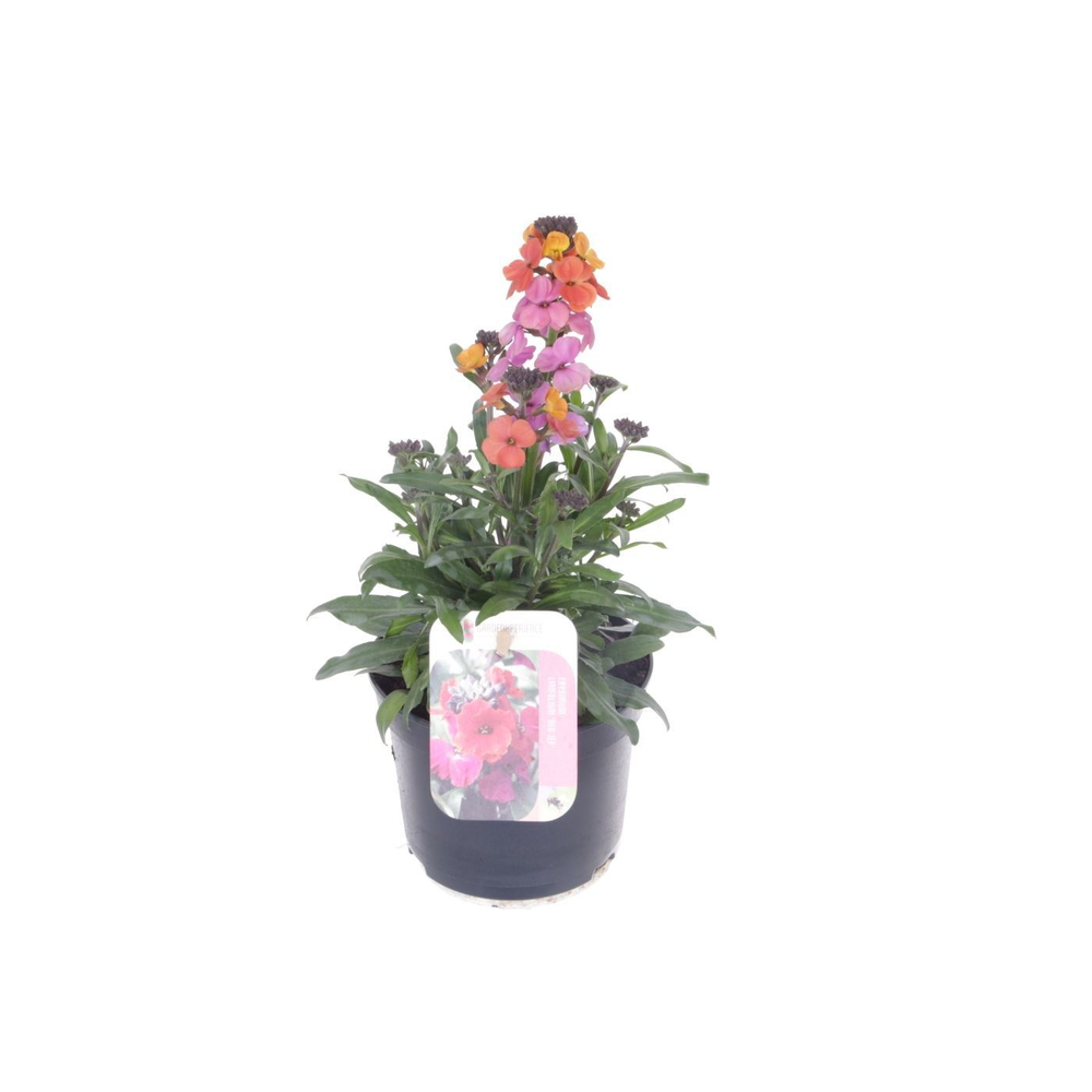 Erysimum Erysistible Magenta.