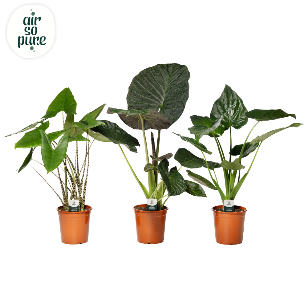 Alocasia Gemengd p24.