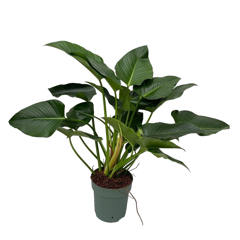 Philodendron Green Beauty.