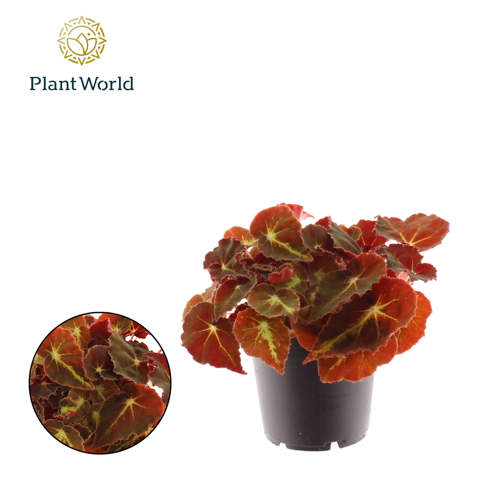 Begonia rex Montuno.