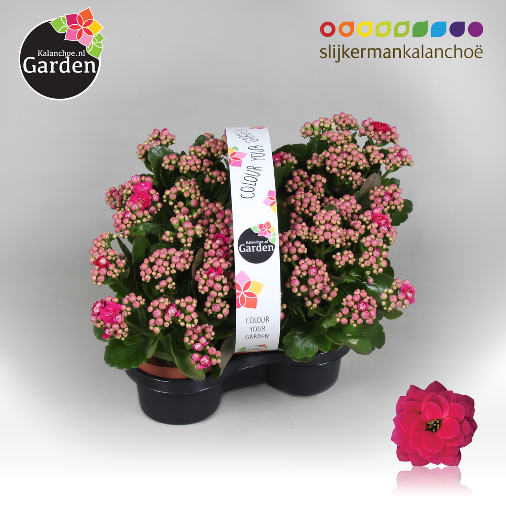 Garden Kalanchoe - Purple 4-pack.