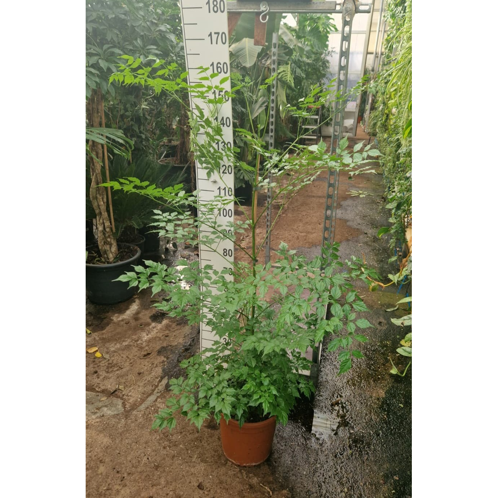 Radermachera sinica.