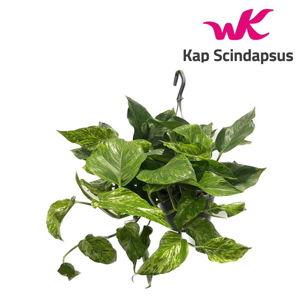 Epipremnum Marble Green Hang Teruggeknipt.