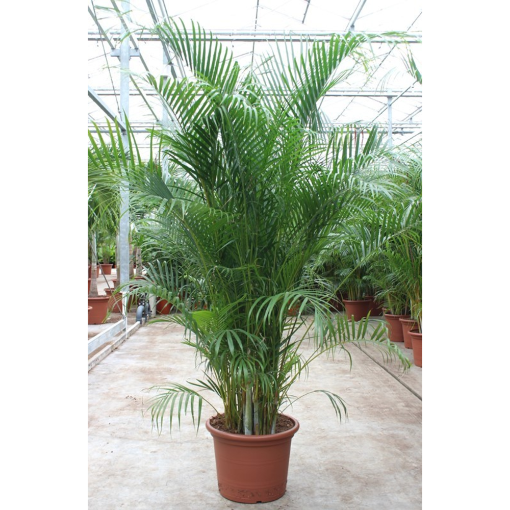 Dypsis lutescens 'Areca'.