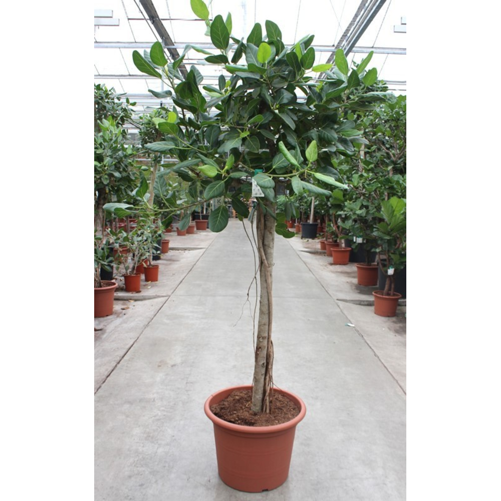 Ficus Benghalensis.