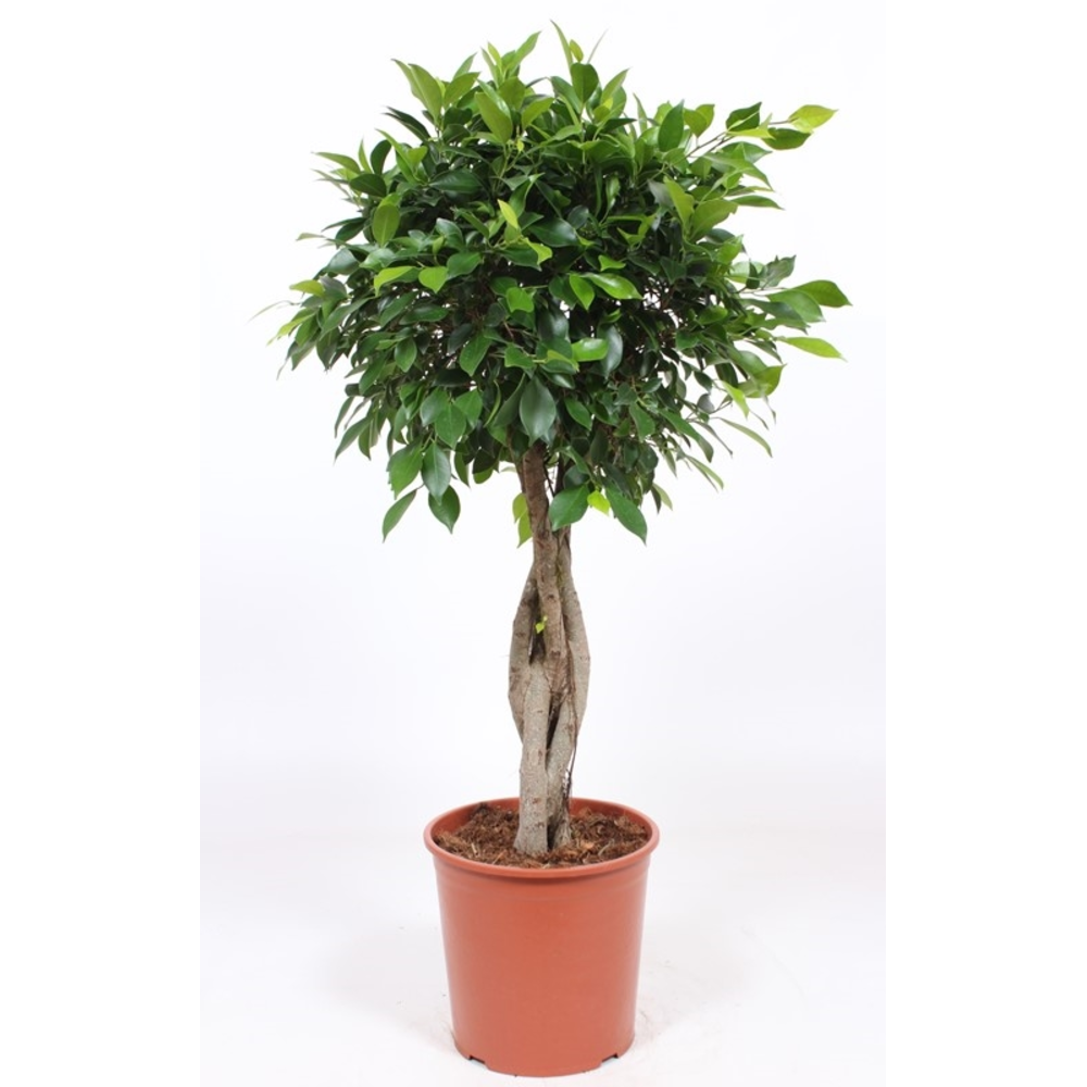 Ficus Nitida.