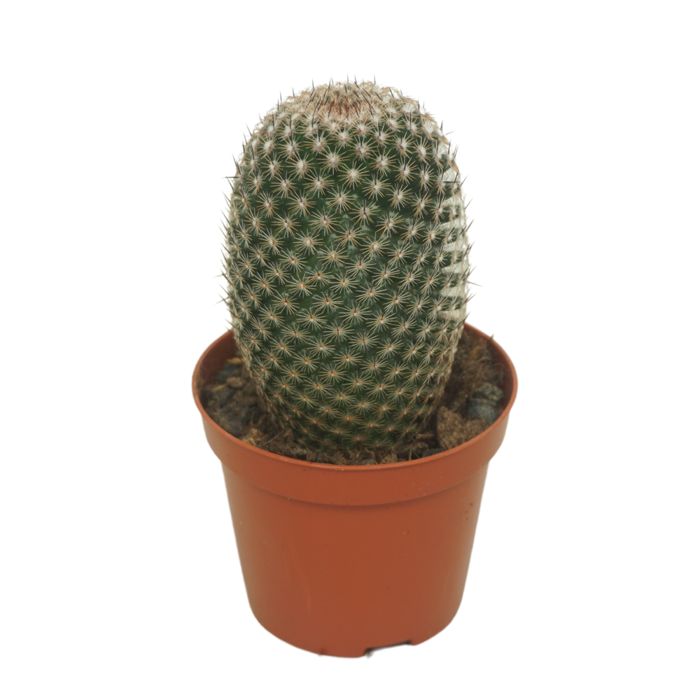 Mammillaria matudae 8,5 cm.