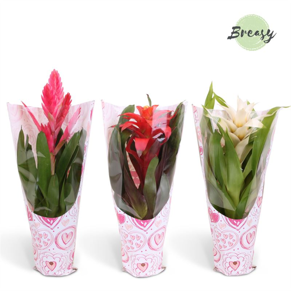 Bromelia Love Sleeve Valence.