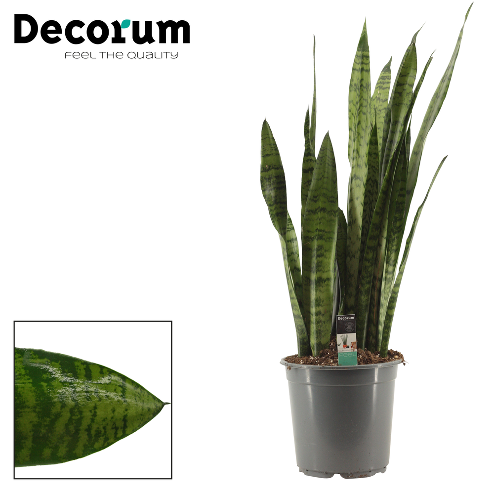 Sansevieria Zeylanica Regular 21 cm (Decorum).