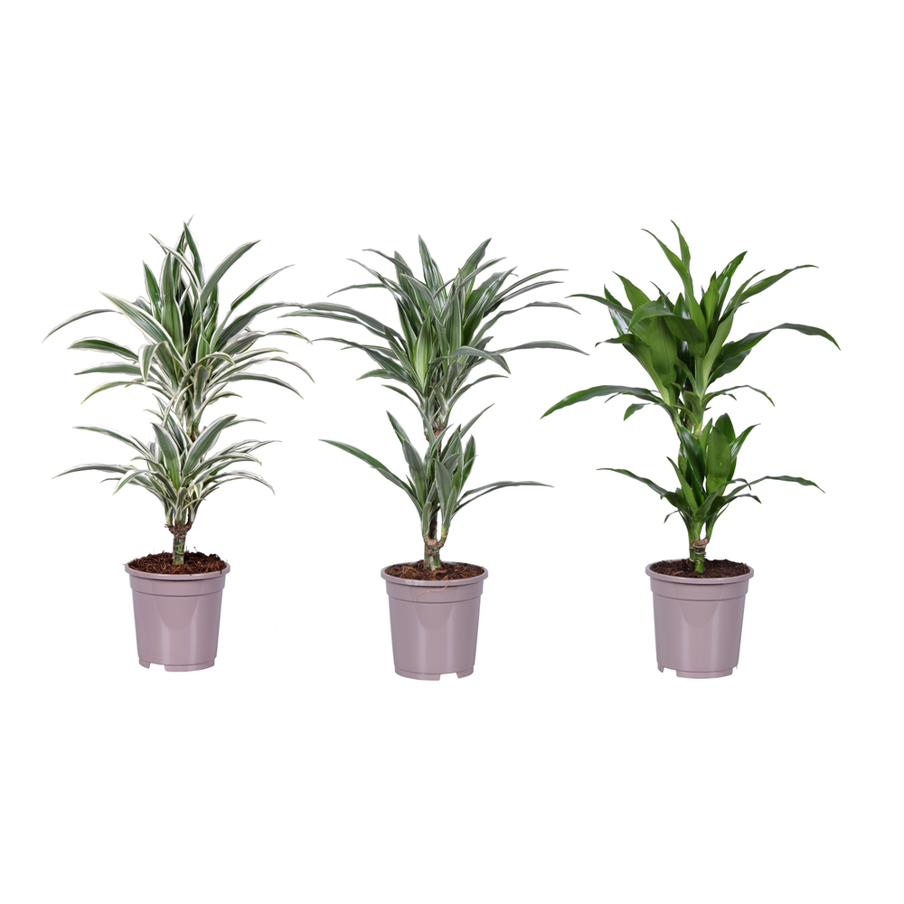 Dracaena deremensis mix.