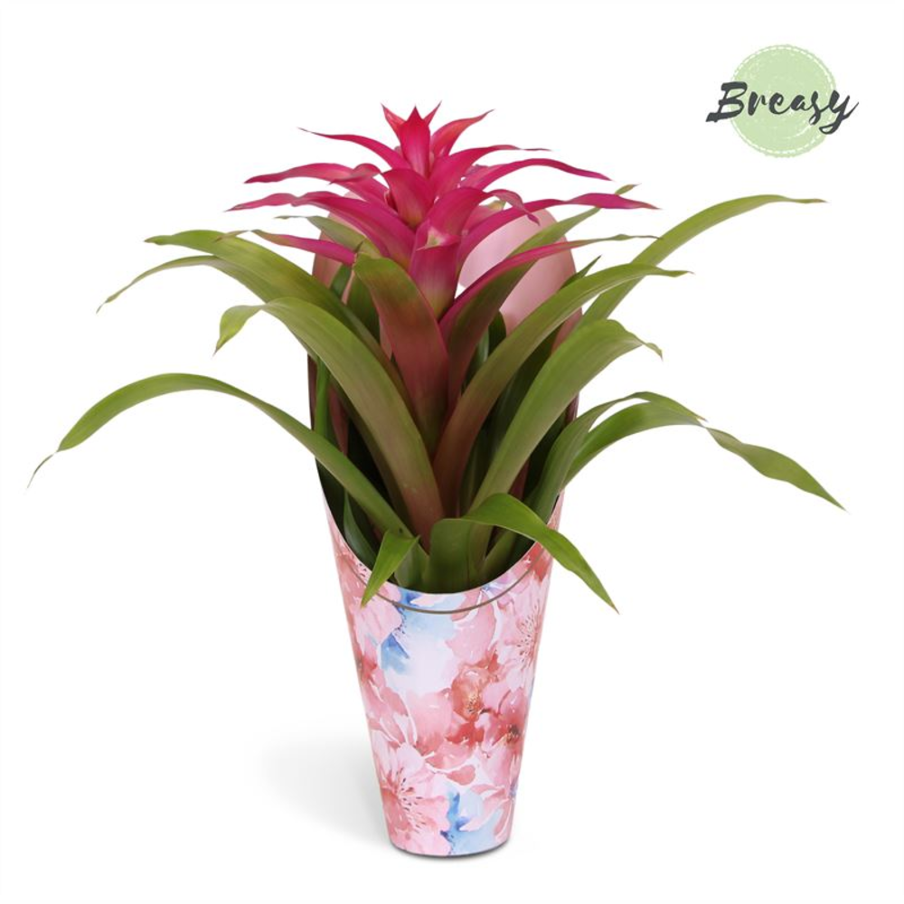 Guzmania Deseo Pink Love Gift.