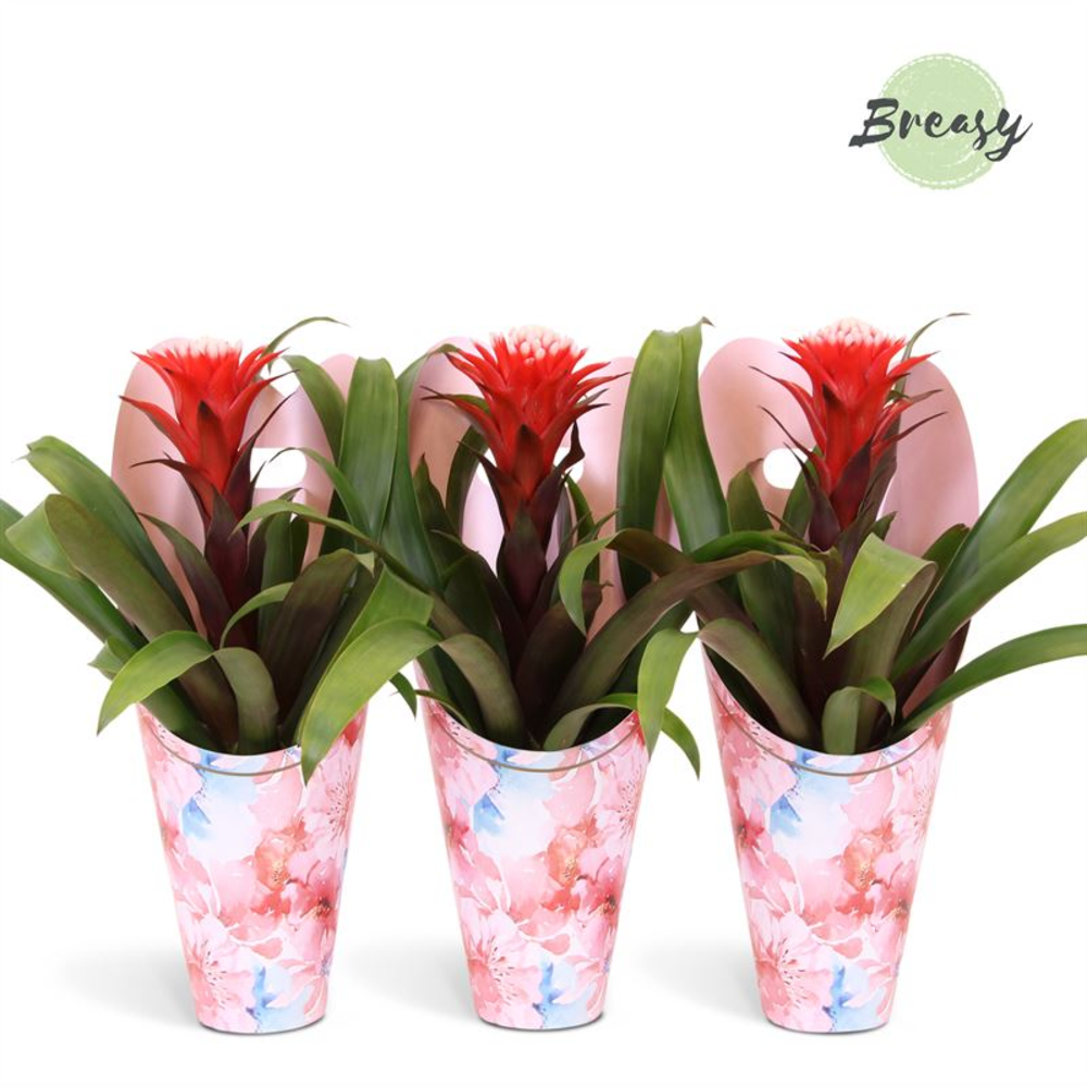 Guzmania Rockyflower Hope Love Gift.
