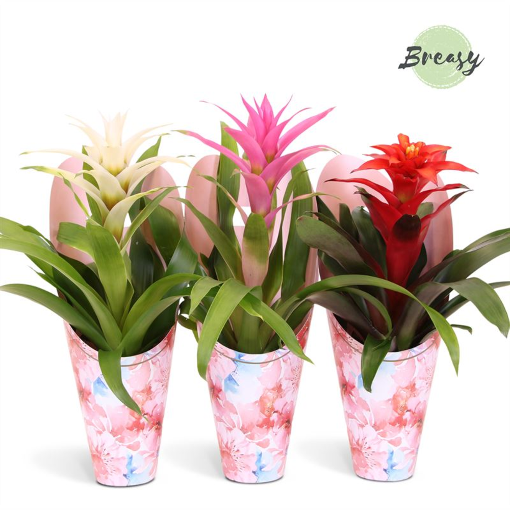 Guzmania Love Gift.