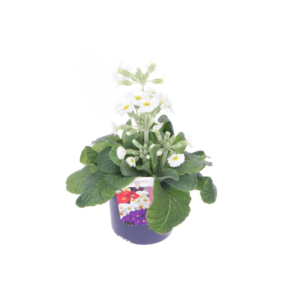 Primula elatior Veristar Late White.