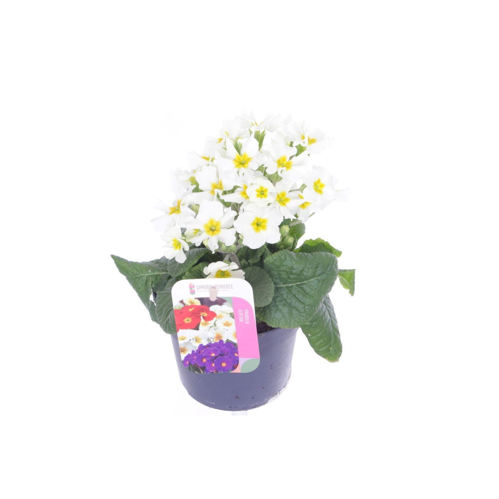 Primula elatior Veristar Late White.