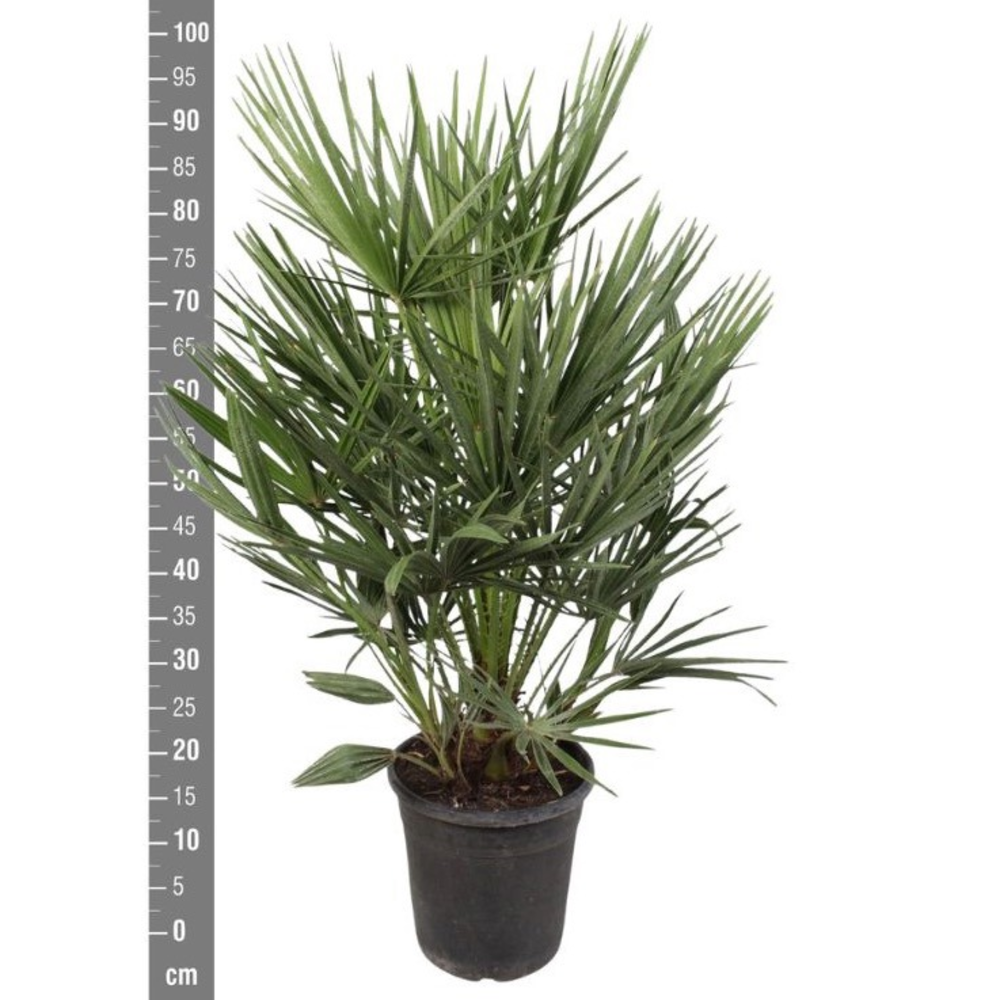 Chamaerops Humilis - 100 cm.