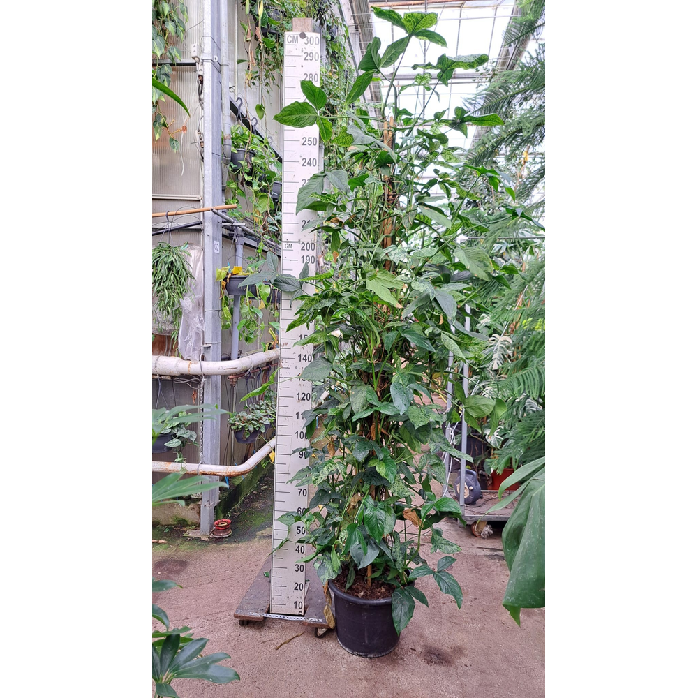 Syngonium Mottled Mojito mosstok XXL.