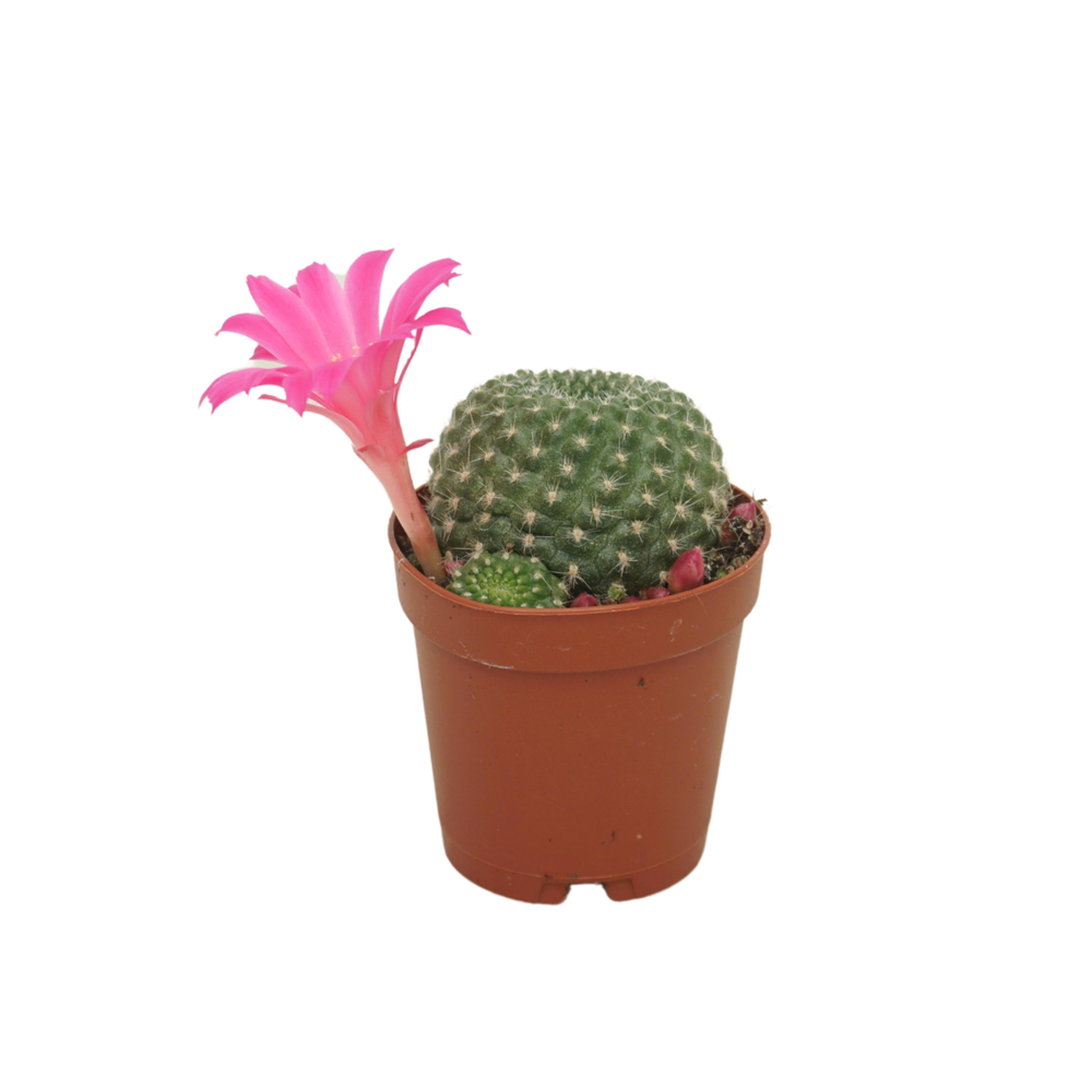 Rebutia 5,5 cm bloeiend.