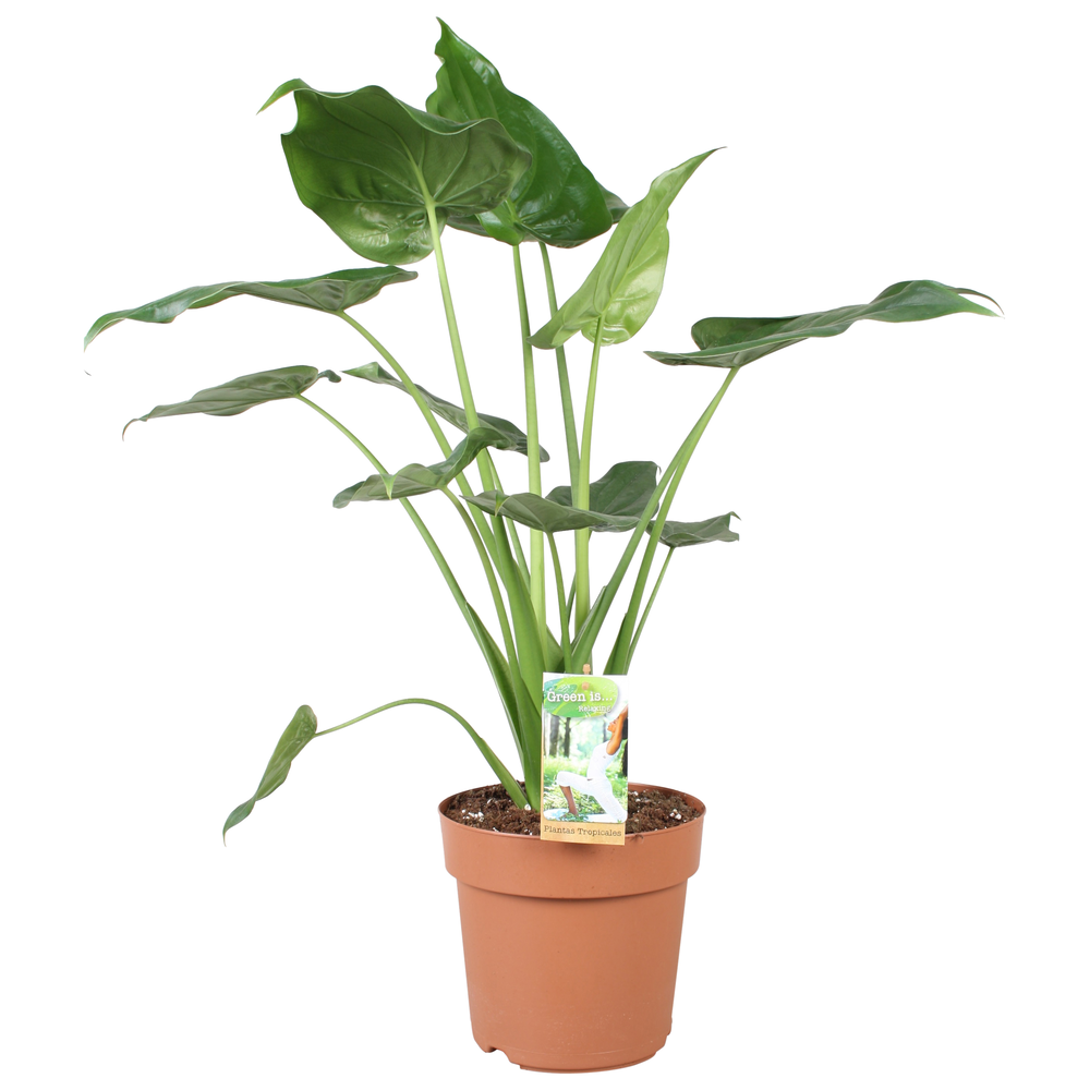 Alocasia Cucullata - hoogte 65-70.