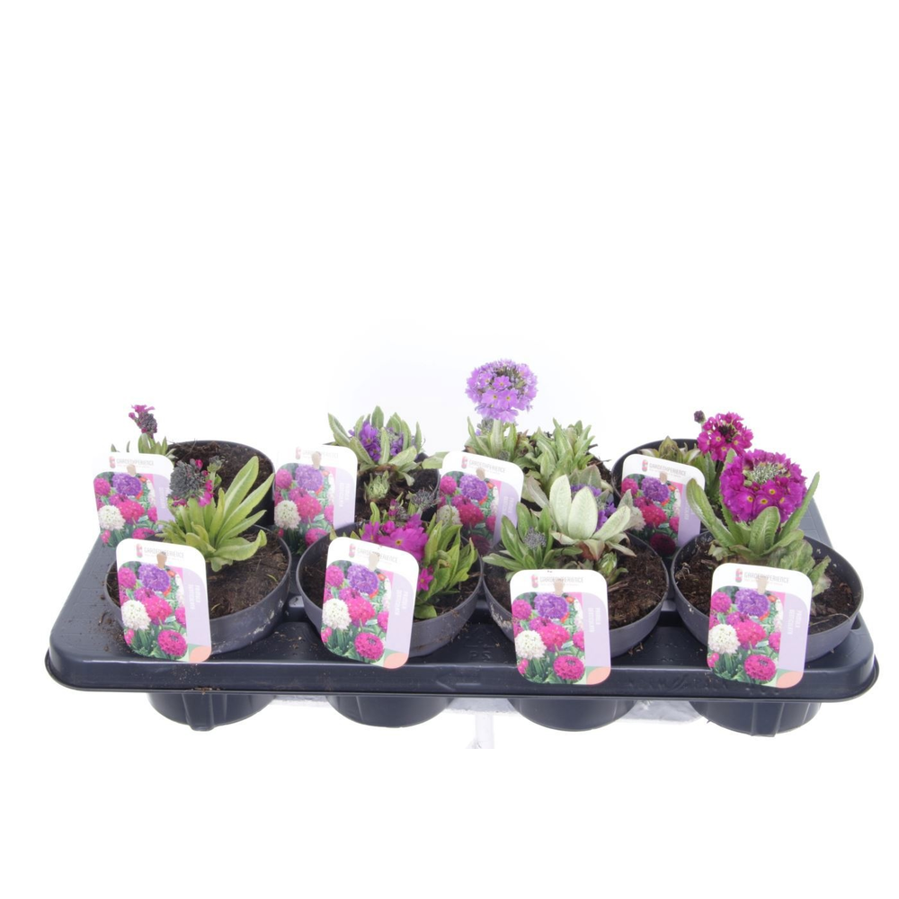 Primula denticulata mix.