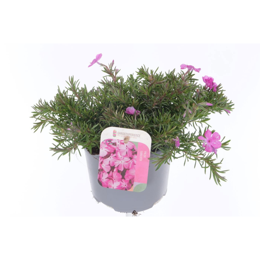 Phlox (Subulata Grp) Fabulous Rose.