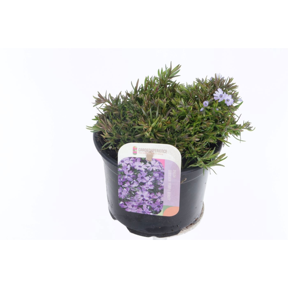 Phlox (Subulata Grp) Fabulous Blue Violet.