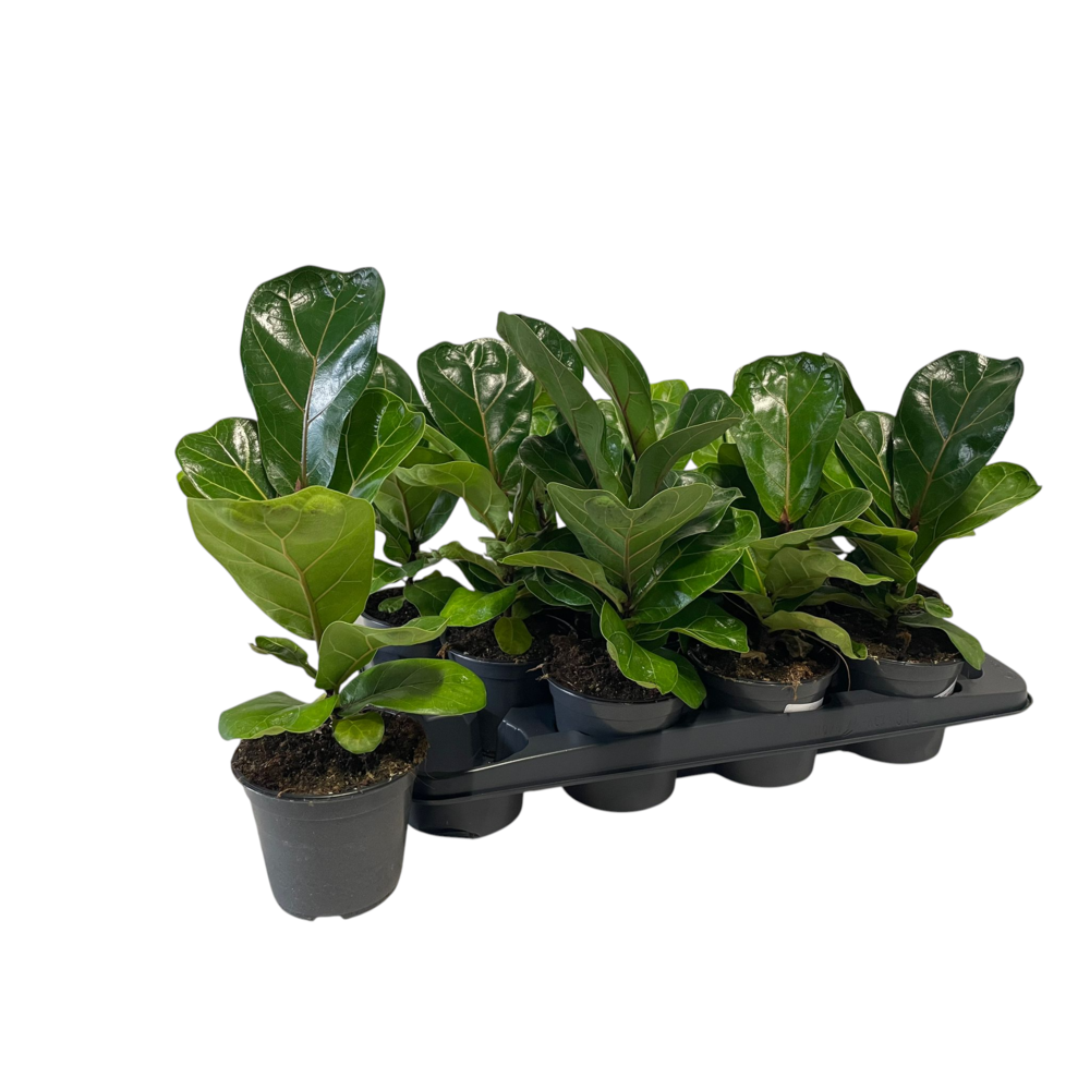 Ficus Lyrata P12.
