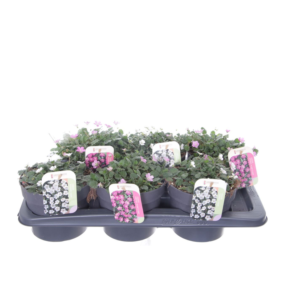 Erodium reichardii mixtray.