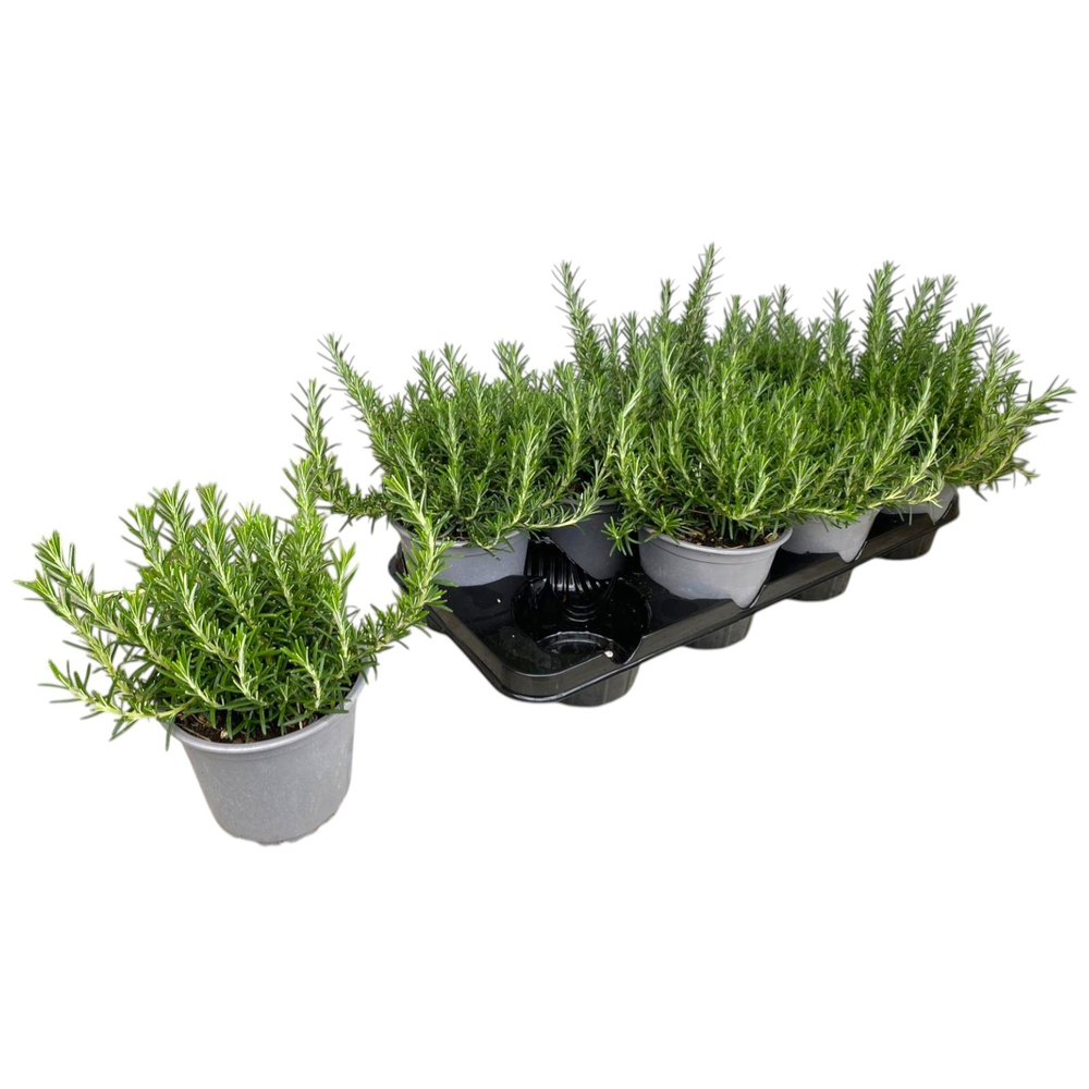 Rosmarinus prostratus.