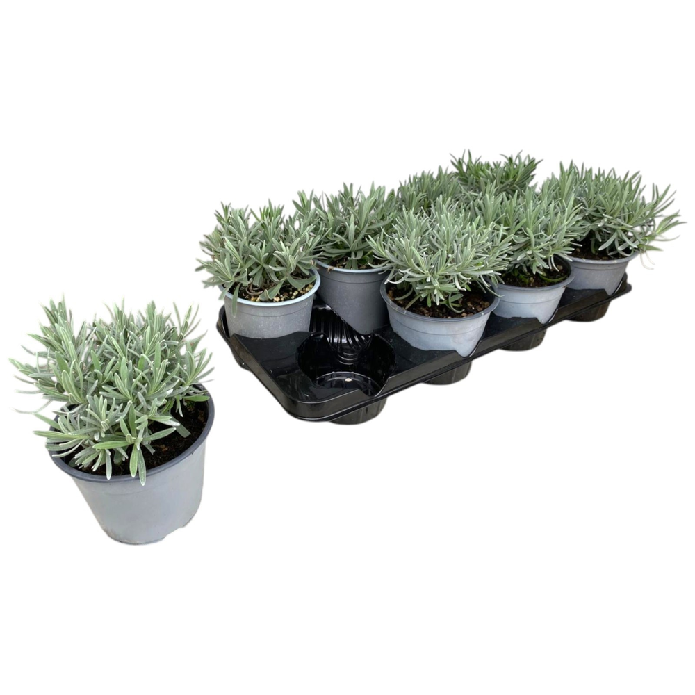 Lavandula angustifolia.