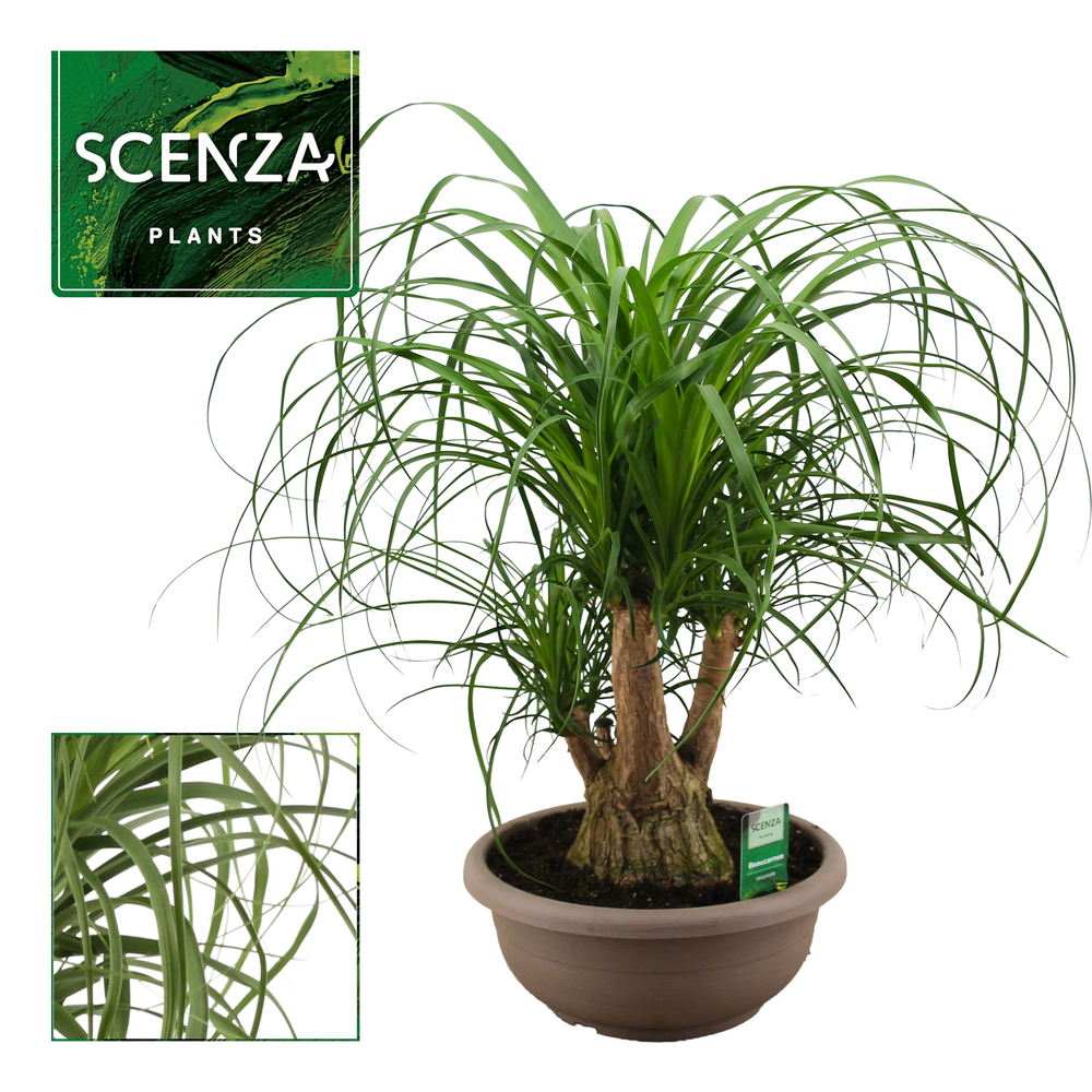 Beaucarnea vertakt compact in 30 cm schaal.