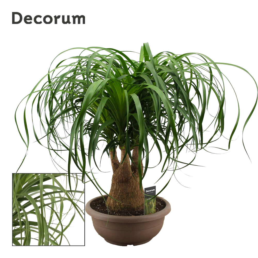 Beaucarnea vertakt compact in 30 cm schaal (Decoru.