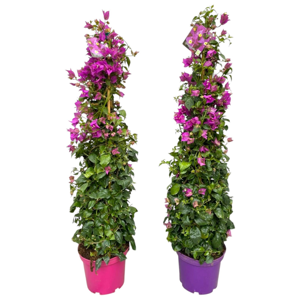 Bougainvillea Sanderiana - piramide.