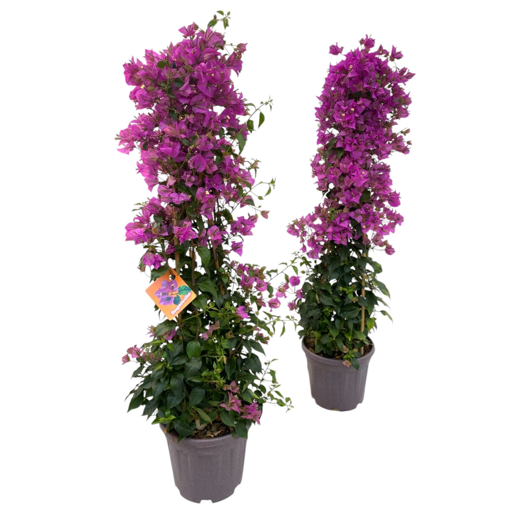 Bougainvillea Sanderiana - piramide.