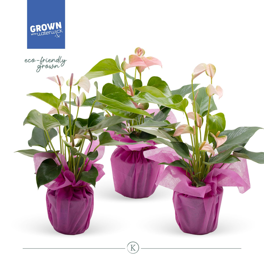 Anthurium KARMA Joli Mix 12cm - Pink Wrap.
