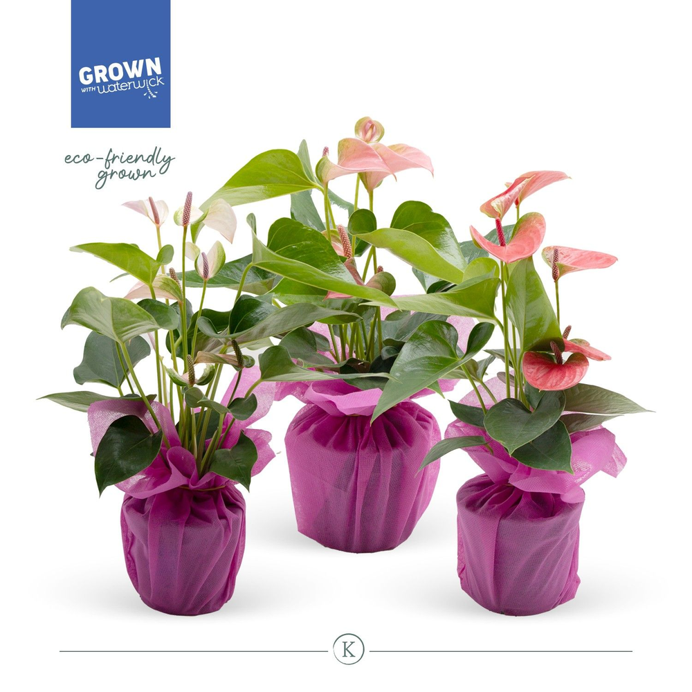 Anthurium KARMA Pink Mix 12cm - Pink Wrap.