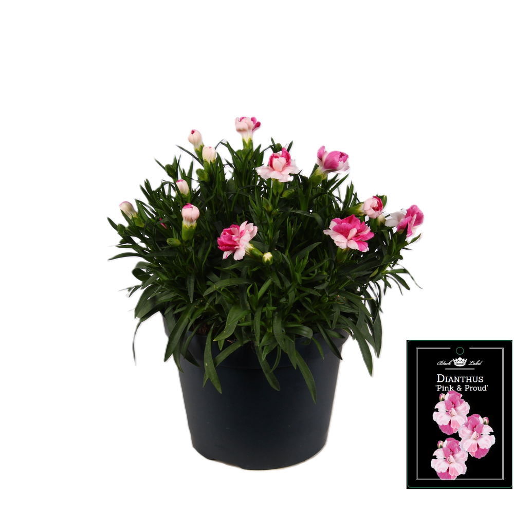 Dianthus Pink & Proud.