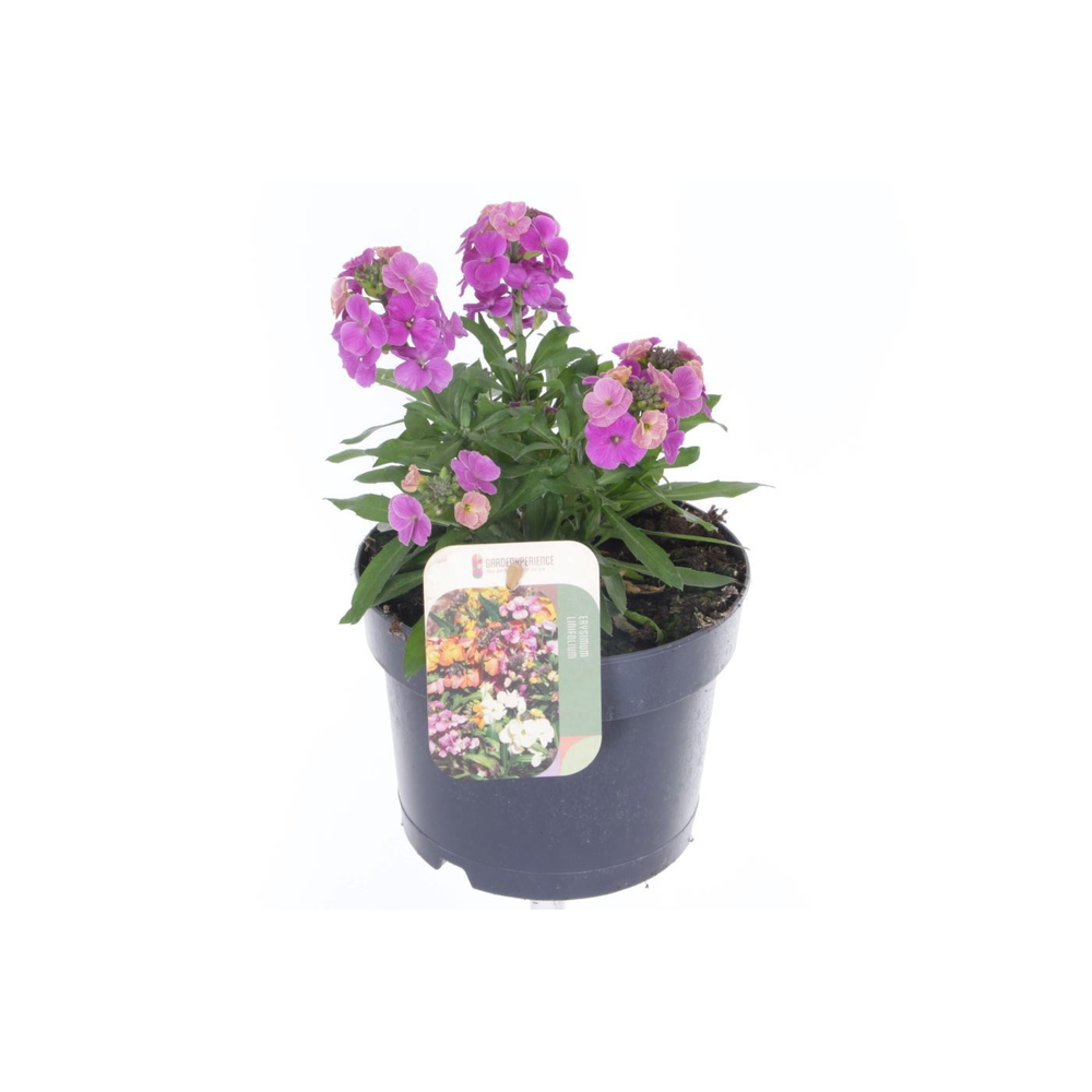 Erysimum lin. Leya Purple Glow.