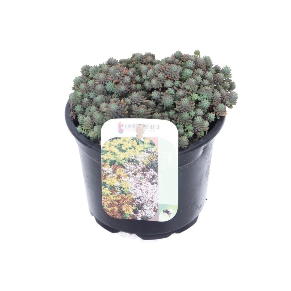 Sedum nevii Silver Frost.
