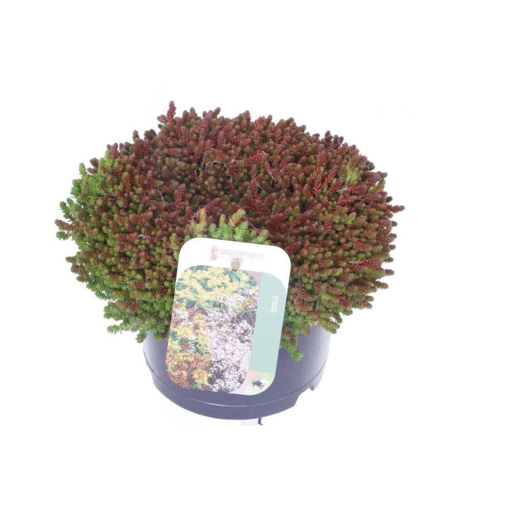 Sedum acre.