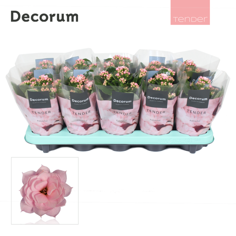 Kalanchoe Decorum TENDER - Serenity Soft Pink.